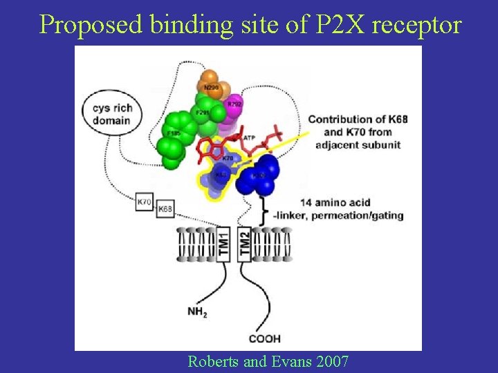 Proposed binding site of P 2 X receptor Roberts and Evans 2007 