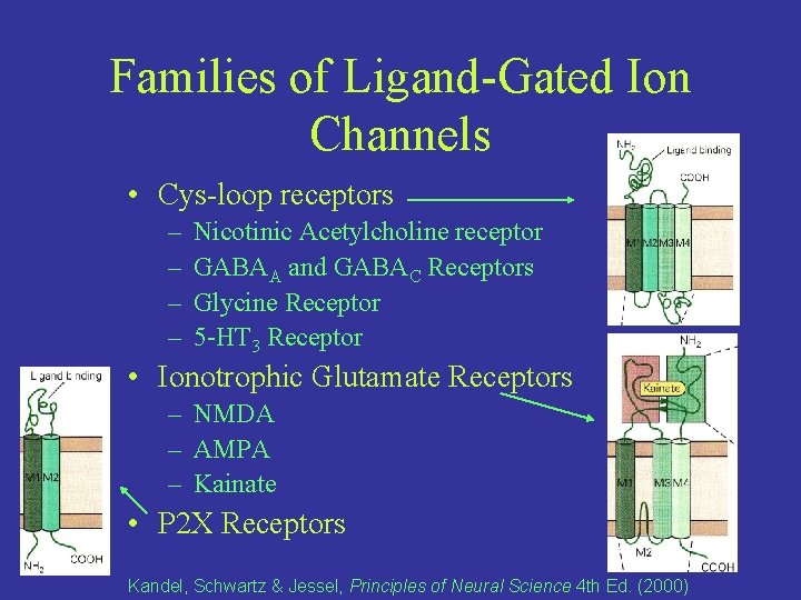 Families of Ligand-Gated Ion Channels • Cys-loop receptors – – Nicotinic Acetylcholine receptor GABAA