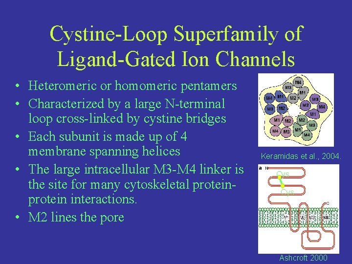Cystine-Loop Superfamily of Ligand-Gated Ion Channels • Heteromeric or homomeric pentamers • Characterized by