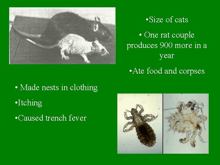  • Size of cats • One rat couple produces 900 more in a