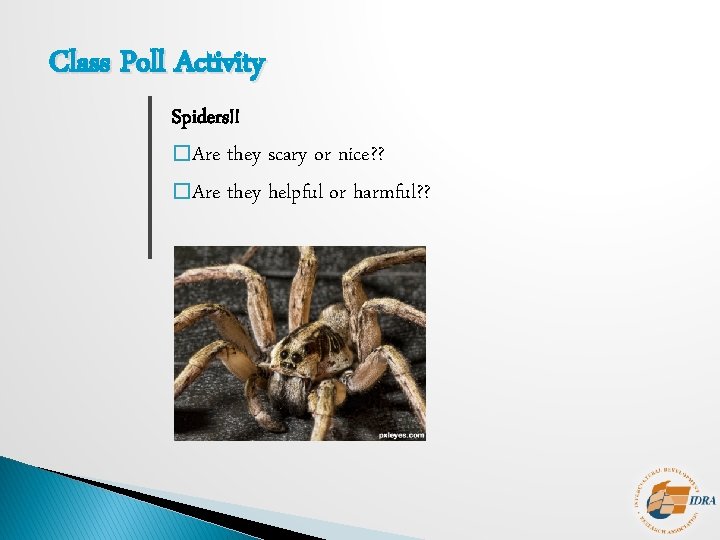 Class Poll Activity Spiders!! � Are they scary or nice? ? � Are they