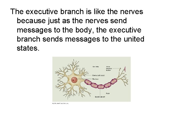 The executive branch is like the nerves because just as the nerves send messages The executive branch is like the nerves because just as the nerves send messages