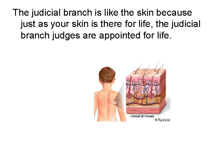 The judicial branch is like the skin because just as your skin is there The judicial branch is like the skin because just as your skin is there