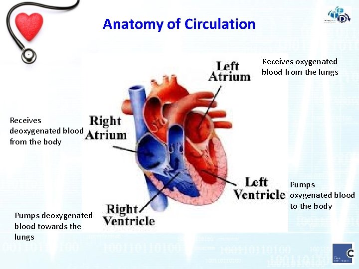 Anatomy of Circulation Receives oxygenated blood from the lungs Receives deoxygenated blood from the