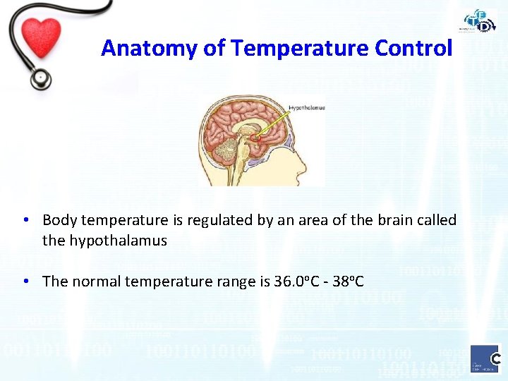 Anatomy of Temperature Control • Body temperature is regulated by an area of the