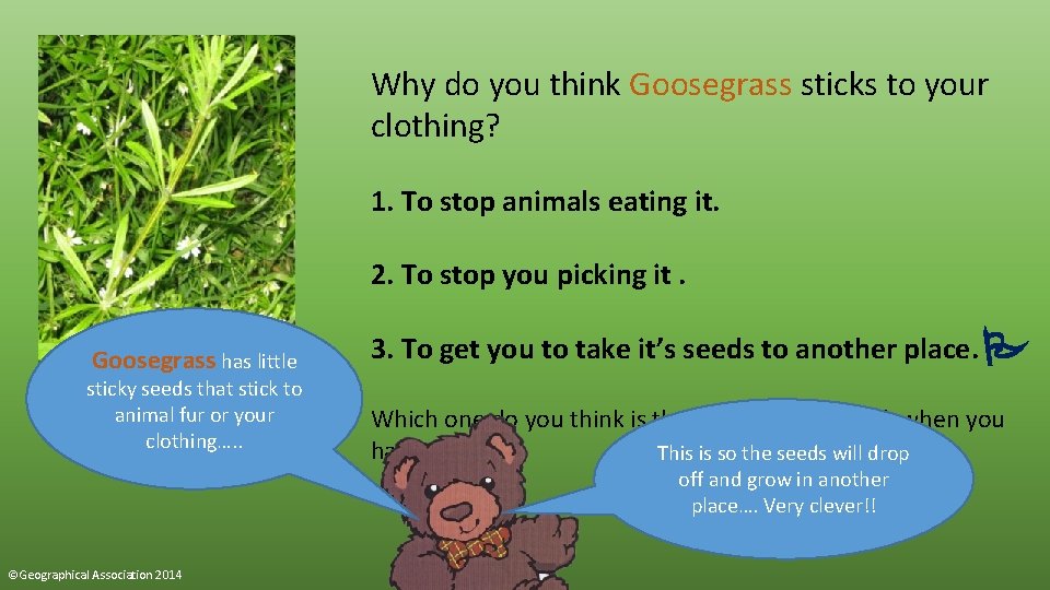 Why do you think Goosegrass sticks to your clothing? 1. To stop animals eating