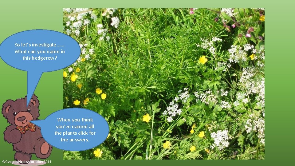 So let’s investigate…… What can you name in this hedgerow? When you think you’ve