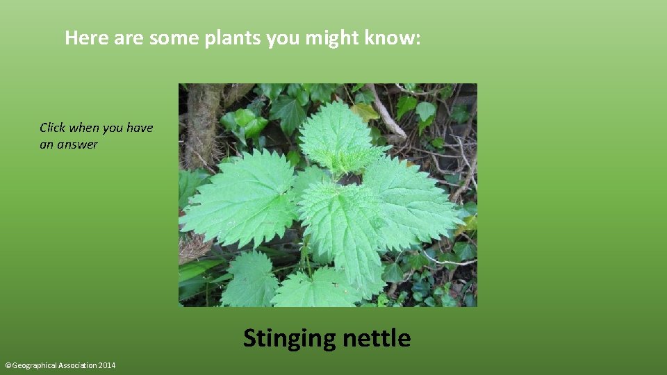 Here are some plants you might know: Click when you have an answer Stinging