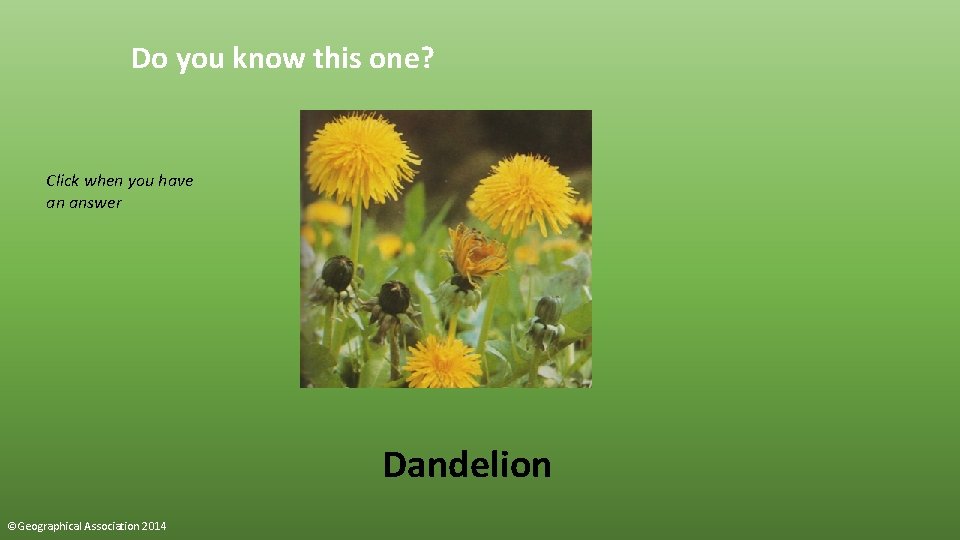 Do you know this one? Click when you have an answer Dandelion ©Geographical Association