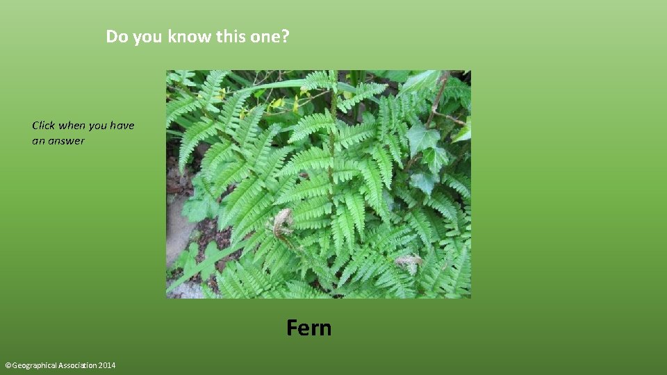 Do you know this one? Click when you have an answer Fern ©Geographical Association