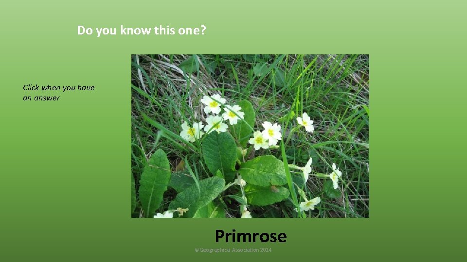 Do you know this one? Click when you have an answer Primrose ©Geographical Association