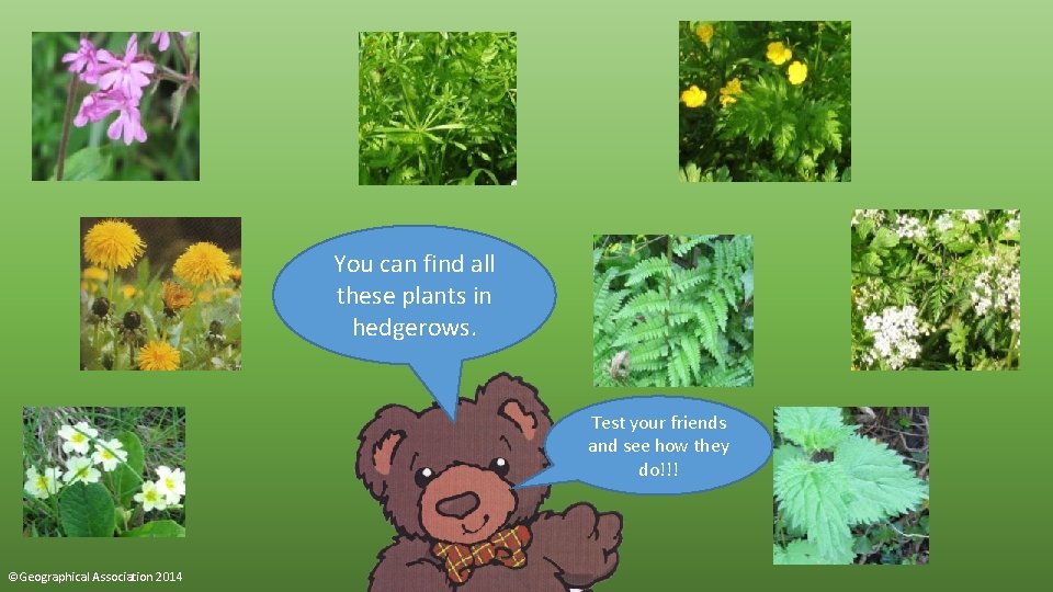 You can find all these plants in hedgerows. Test your friends and see how