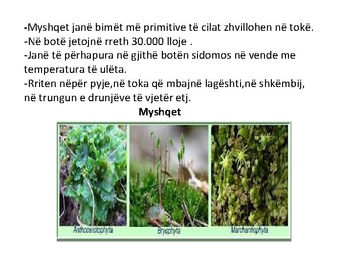 -Myshqet janë bimët më primitive të cilat zhvillohen në tokë. -Në botë jetojnë rreth