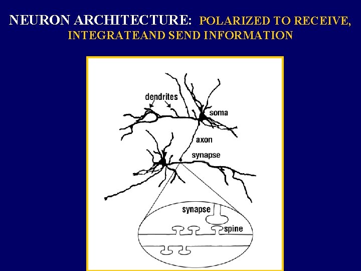 NEURON ARCHITECTURE: POLARIZED TO RECEIVE, INTEGRATEAND SEND INFORMATION 
