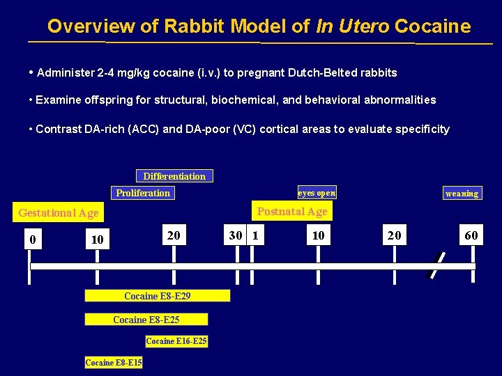 Overview of Rabbit Model of In Utero Cocaine • Administer 2 -4 mg/kg cocaine