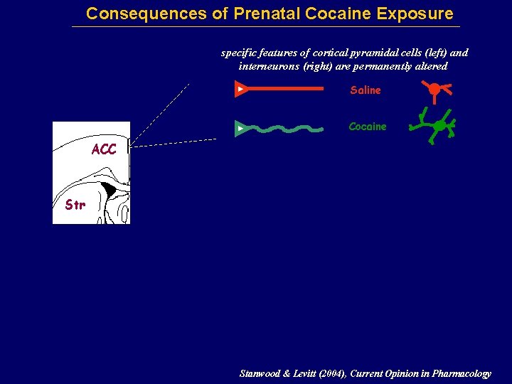 Consequences of Prenatal Cocaine Exposure specific features of cortical pyramidal cells (left) and interneurons