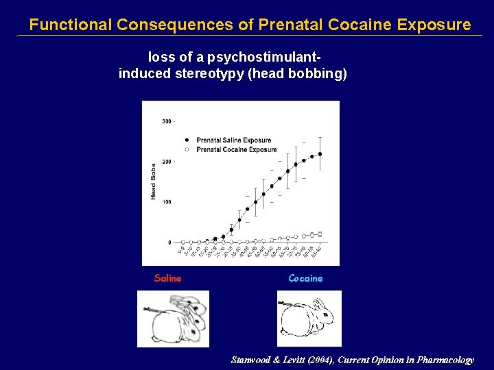Functional Consequences of Prenatal Cocaine Exposure loss of a psychostimulantinduced stereotypy (head bobbing) Saline