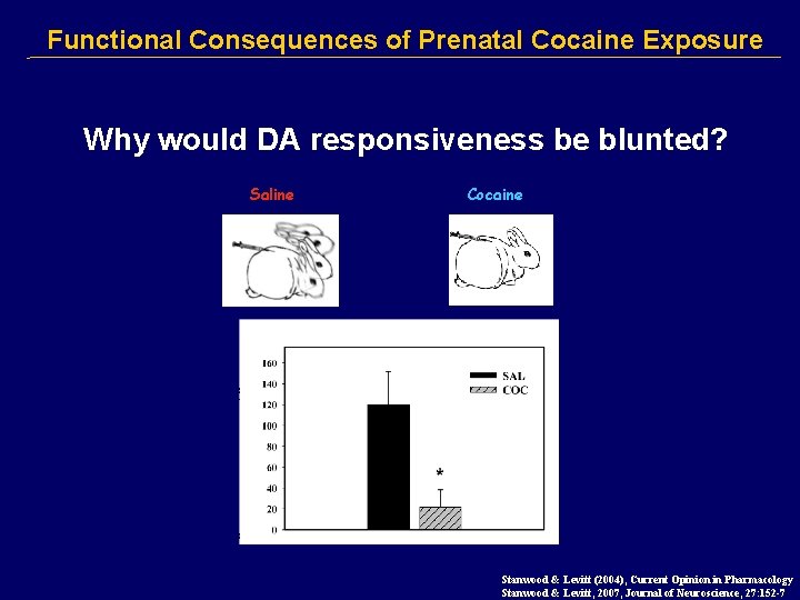 Functional Consequences of Prenatal Cocaine Exposure Why would DA responsiveness be blunted? Saline Cocaine