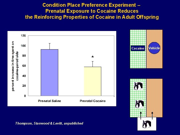 Condition Place Preference Experiment – Prenatal Exposure to Cocaine Reduces the Reinforcing Properties of
