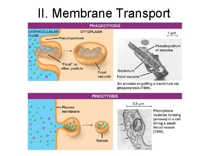 II. Membrane Transport 