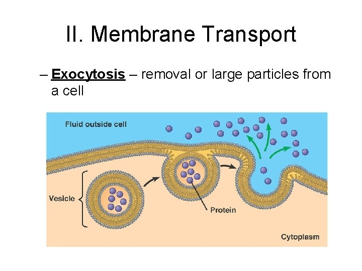 II. Membrane Transport – Exocytosis – removal or large particles from a cell 