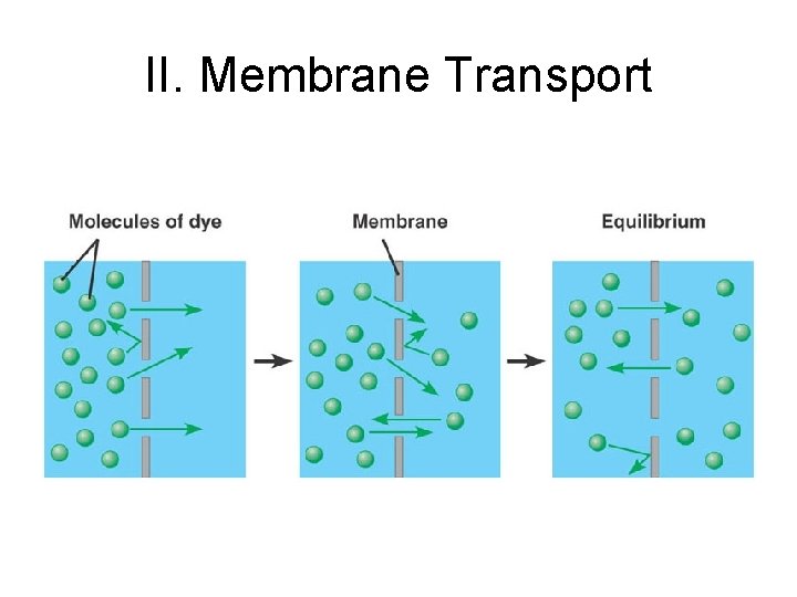 II. Membrane Transport 
