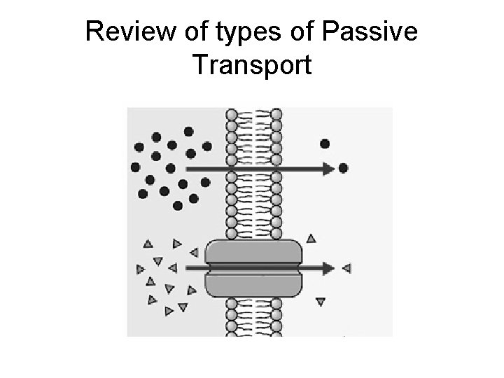 Review of types of Passive Transport 