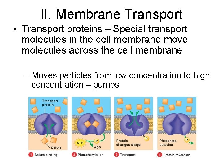 II. Membrane Transport • Transport proteins – Special transport molecules in the cell membrane