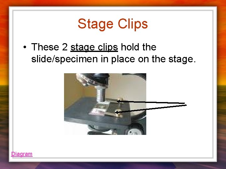 Stage Clips • These 2 stage clips hold the slide/specimen in place on the Stage Clips • These 2 stage clips hold the slide/specimen in place on the