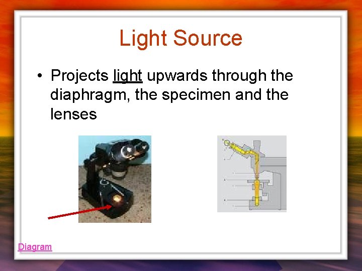 Light Source • Projects light upwards through the diaphragm, the specimen and the lenses