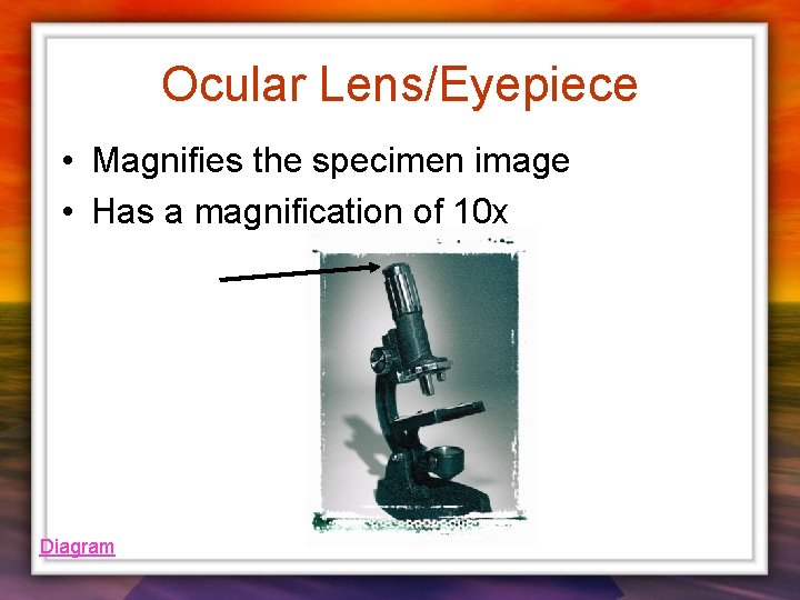 Ocular Lens/Eyepiece • Magnifies the specimen image • Has a magnification of 10 x