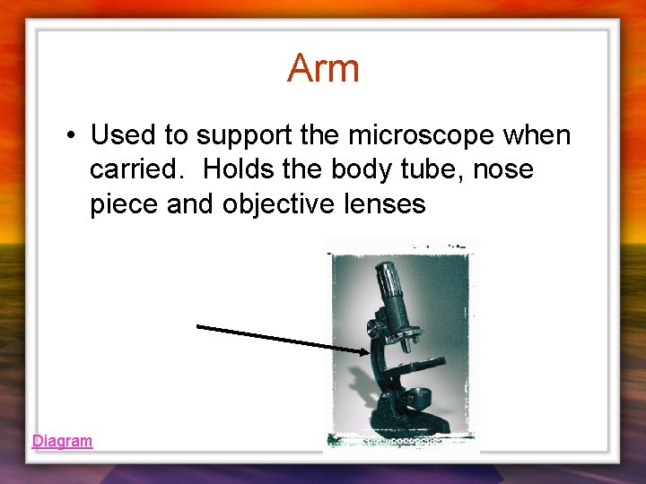 Arm • Used to support the microscope when carried. Holds the body tube, nose