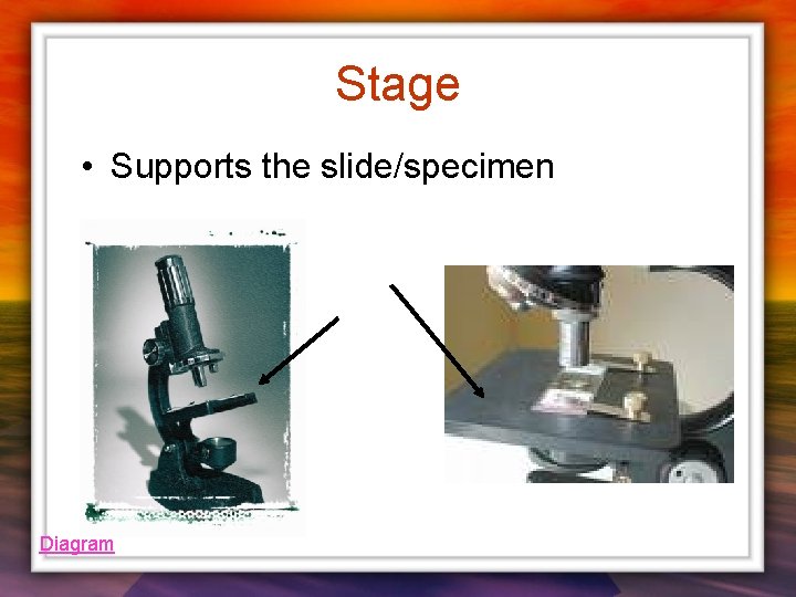 Stage • Supports the slide/specimen Diagram 