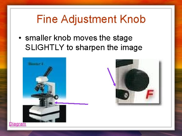 Fine Adjustment Knob • smaller knob moves the stage SLIGHTLY to sharpen the image Fine Adjustment Knob • smaller knob moves the stage SLIGHTLY to sharpen the image