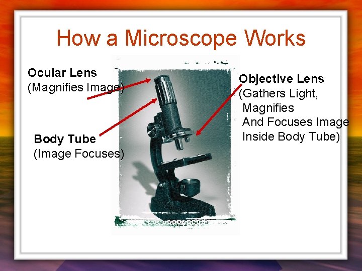 How a Microscope Works Ocular Lens (Magnifies Image) Body Tube (Image Focuses) Objective Lens