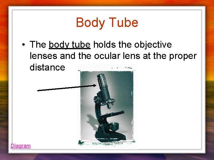 Body Tube • The body tube holds the objective lenses and the ocular lens