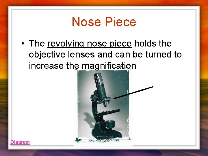 Nose Piece • The revolving nose piece holds the objective lenses and can be