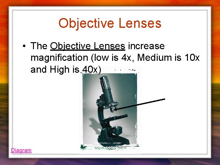 Objective Lenses • The Objective Lenses increase magnification (low is 4 x, Medium is