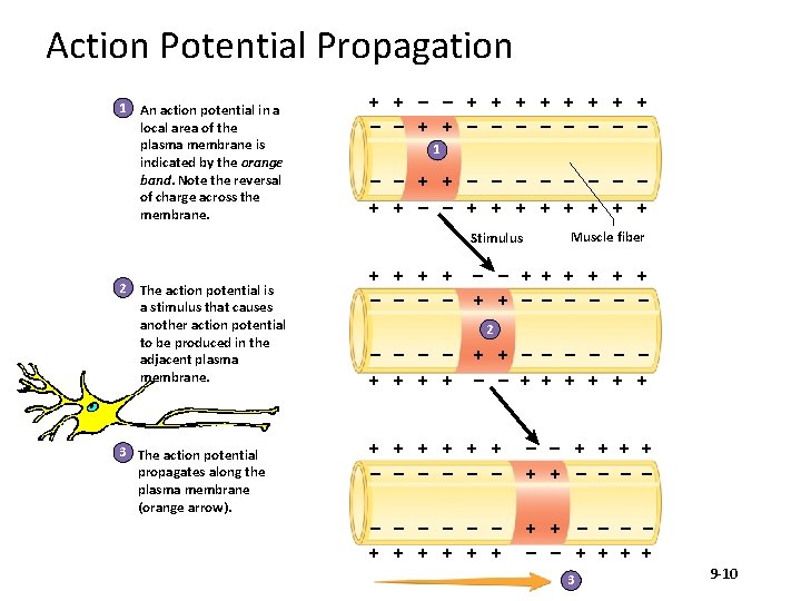 Action Potential Propagation 1 An action potential in a local area of the plasma