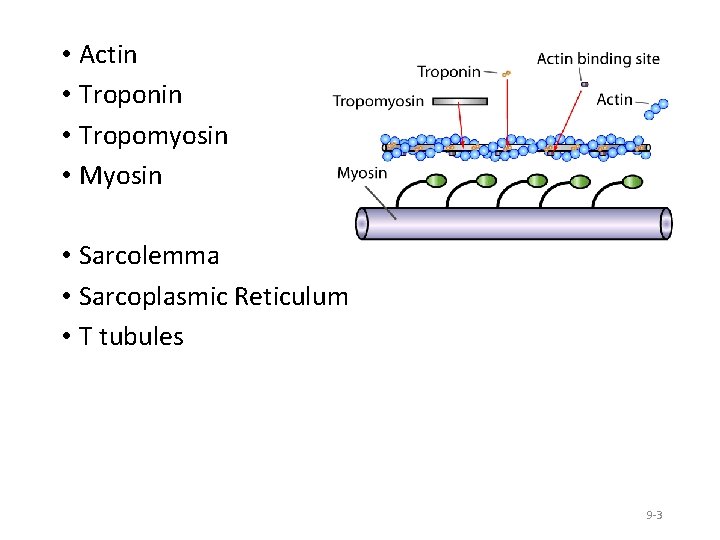  • Actin • Troponin • Tropomyosin • Myosin • Sarcolemma • Sarcoplasmic Reticulum