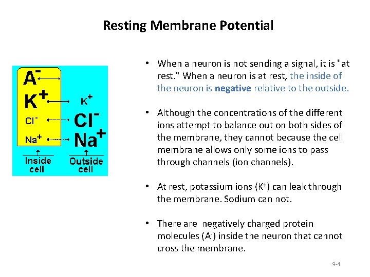 Resting Membrane Potential • When a neuron is not sending a signal, it is