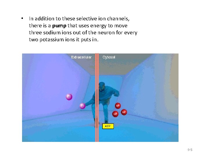  • In addition to these selective ion channels, there is a pump that
