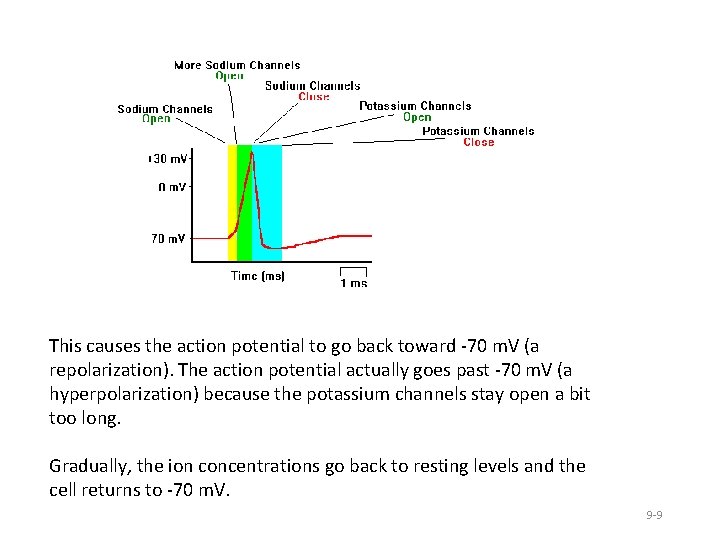 This causes the action potential to go back toward -70 m. V (a repolarization).