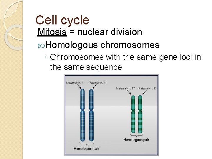 Cell cycle Mitosis = nuclear division Homologous chromosomes ◦ Chromosomes with the same gene