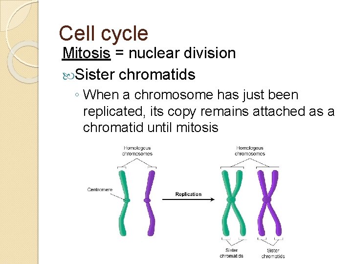 Cell cycle Mitosis = nuclear division Sister chromatids ◦ When a chromosome has just