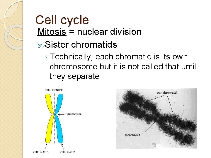 Cell cycle Mitosis = nuclear division Sister chromatids ◦ Technically, each chromatid is its