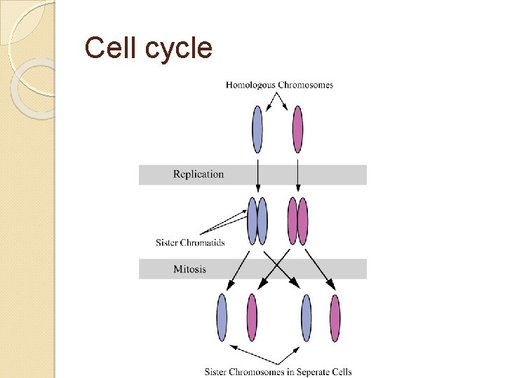 Cell cycle 