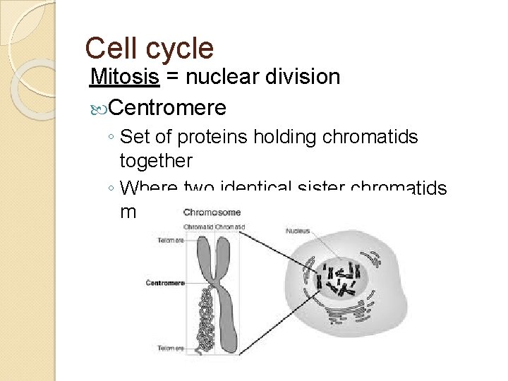 Cell cycle Mitosis = nuclear division Centromere ◦ Set of proteins holding chromatids together