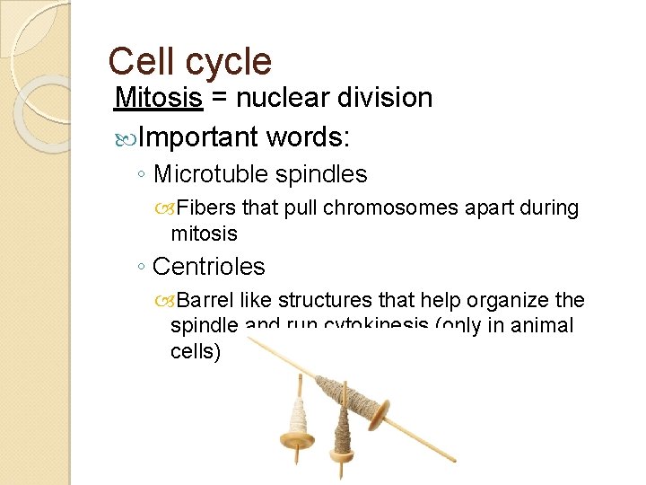 Cell cycle Mitosis = nuclear division Important words: ◦ Microtuble spindles Fibers that pull