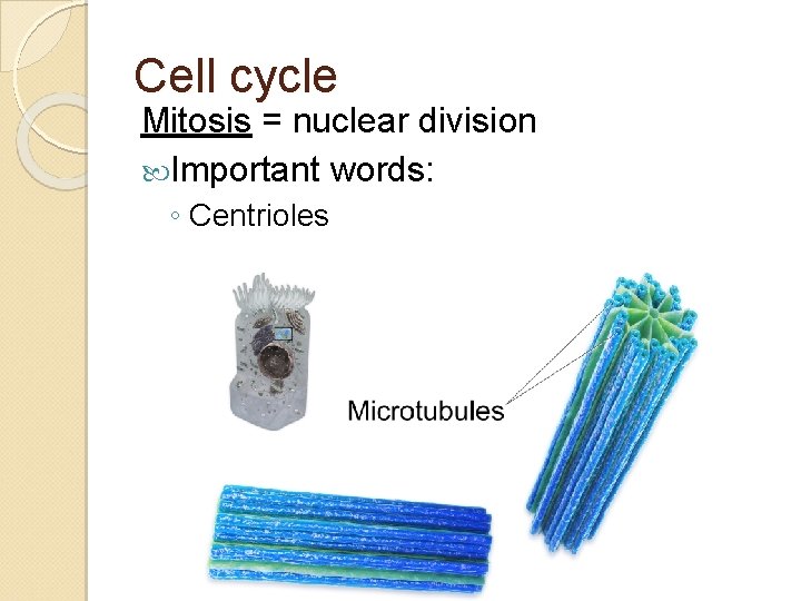 Cell cycle Mitosis = nuclear division Important words: ◦ Centrioles 